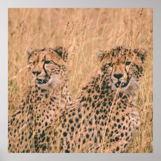 TWEE CHEETAH-ZITTING OP HET VELD BIJ DAGEN POSTER (Voorkant)