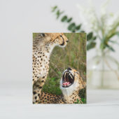 Twee cheeta's briefkaart (Staand voorkant)
