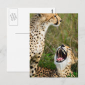 Twee cheeta's briefkaart (Voorkant / Achterkant)
