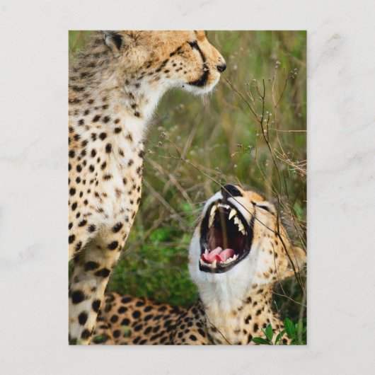 Twee cheeta's briefkaart (Voorkant)