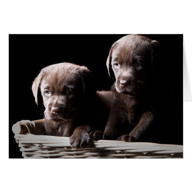 Twee chocolade-labrador-Puppies (Voorkant Horizontaal)