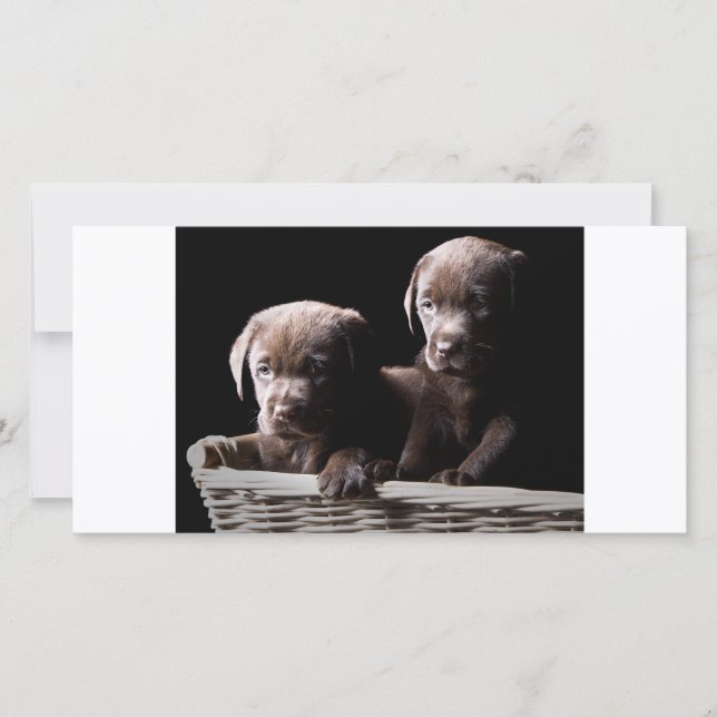 Twee Chocolate Labrador Puppy's (Voorkant)