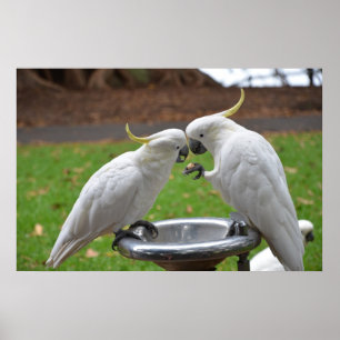 Twee Cockatoos Sweet Moments Poster