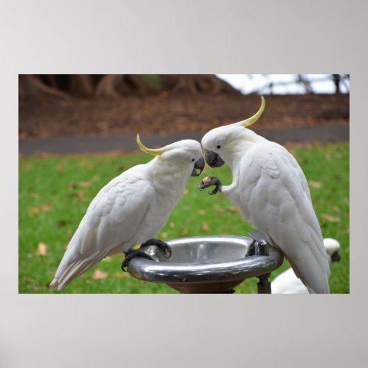 Twee Cockatoos Sweet Moments Poster (Voorkant)
