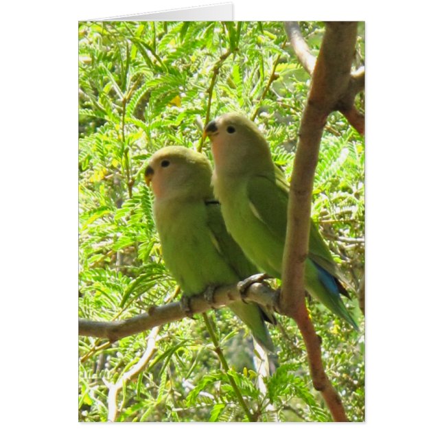 Twee Cockatoten van Arizona (Voorkant)