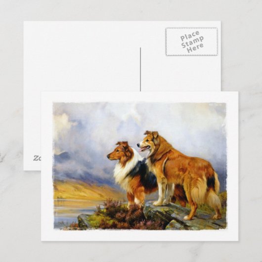 Twee collie Dogs boven een meer Briefkaart (Voorkant / Achterkant)