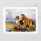 Twee collie Dogs boven een meer Briefkaart (Voorkant)