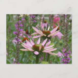 Twee Coneflowers & Wildflowers DIY Briefkaart