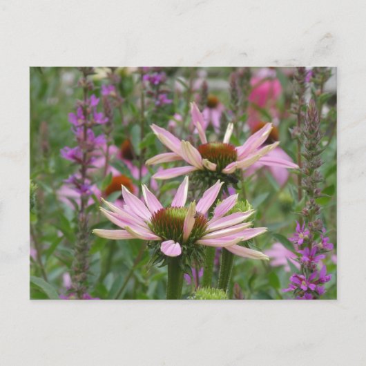 Twee Coneflowers & Wildflowers DIY Briefkaart (Voorkant)