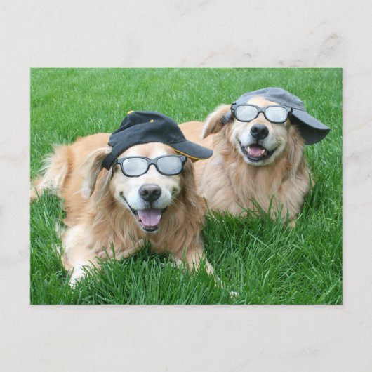 Twee Cool Golden Retrievers in Petten en zonnebril Briefkaart (Voorkant)
