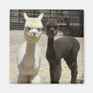 Twee Cute Alpacas Magneet