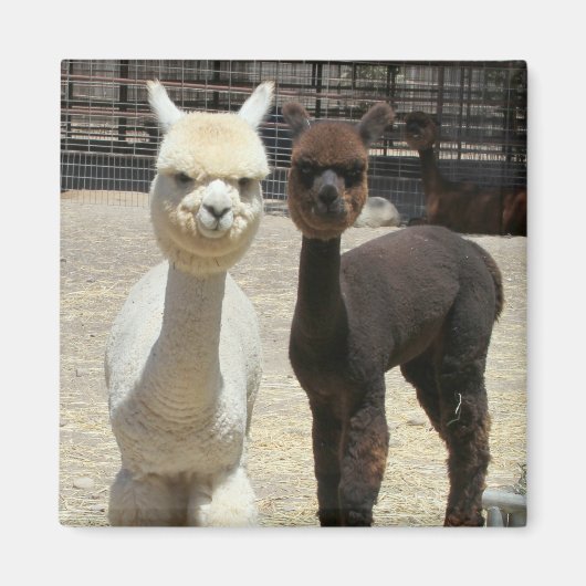 Twee Cute Alpacas Magneet (Voorkant)