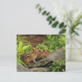 Twee Cute Baby Chipmunks Briefkaart (Staand voorkant)