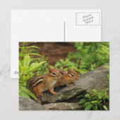 Twee Cute Baby Chipmunks Briefkaart (Voorkant / Achterkant)