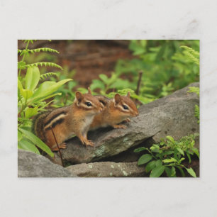 Twee Cute Baby Chipmunks Briefkaart