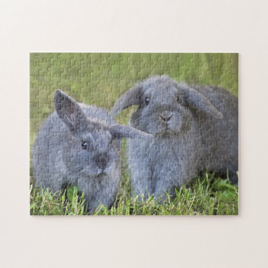 Twee Cute Baby Gray Holland Lop Bunny Rabbits Legpuzzel (Horizontaal)