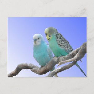 Twee Cute Budgerigar Birds DIY Briefkaart