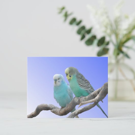 Twee Cute Budgerigar Birds DIY Briefkaart (Staand voorkant)