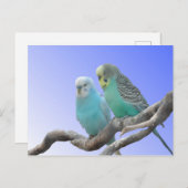 Twee Cute Budgerigar Birds DIY Briefkaart (Voorkant / Achterkant)