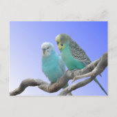 Twee Cute Budgerigar Birds DIY Briefkaart (Voorkant)