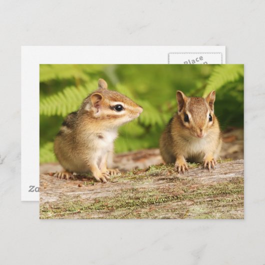 Twee Cute Chipmunk Babies Briefkaart (Voorkant / Achterkant)