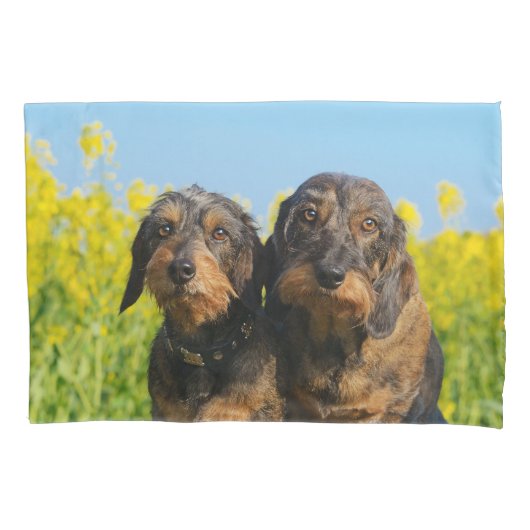 Twee Cute Dachshund Dogs Dackel Foto Pillow-Hoesje Kussensloop (Voorkant)