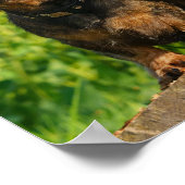 Twee Cute Dachshund Dogs Dackel Head Portret Foto Poster (Hoek)