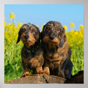Twee Cute Dachshund Dogs Dackel Head Portret Foto Poster