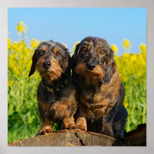 Twee Cute Dachshund Dogs Dackel Head Portret Foto Poster (Voorkant)
