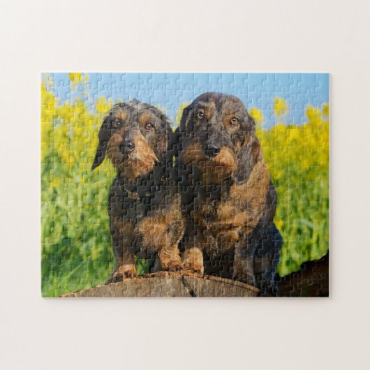Twee Cute Dachshunds Dogs Dackel Friends Pet Foto Legpuzzel (Horizontaal)