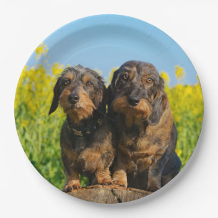 Twee Cute Dachshunds Dogs Dackel Friends Pet Foto Papieren Bordje