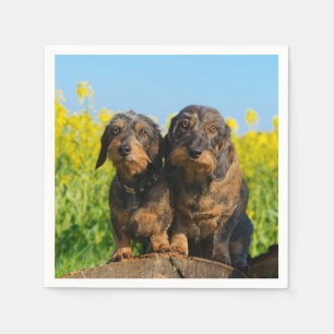 Twee Cute Dachshunds Dogs Dackel Friends Pet Foto Servetten