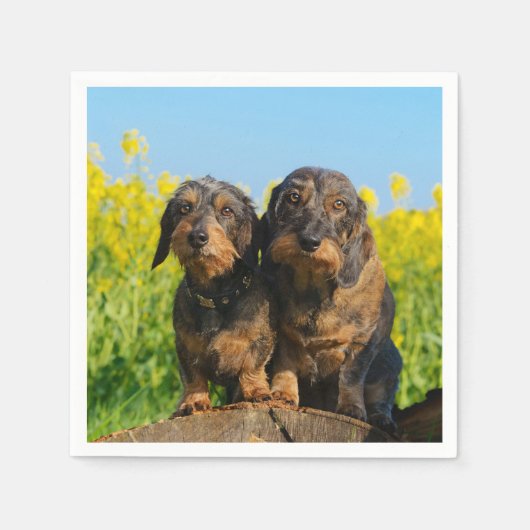 Twee Cute Dachshunds Dogs Dackel Friends Pet Foto Servetten (Voorkant)