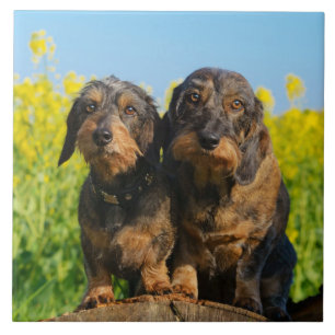 Twee Cute Dachshunds Dogs Dackel Friends Pet Foto Tegeltje