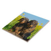 Twee Cute Dachshunds Dogs Dackel Friends Pet Foto Tegeltje (Zijkant)