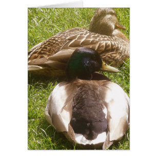 Twee Cute Ducks Kaart