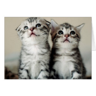 Twee Cute Kittens