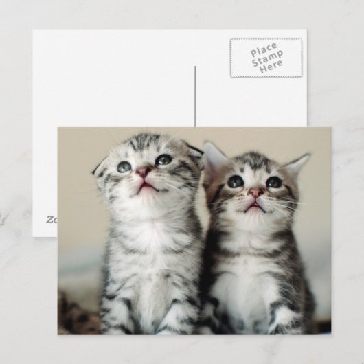 Twee Cute Kittens Briefkaart (Voorkant / Achterkant)