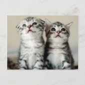 Twee Cute Kittens Briefkaart (Voorkant)