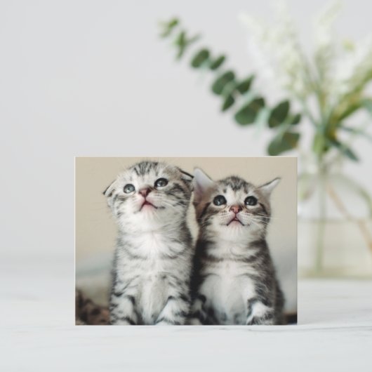 Twee Cute Kittens Briefkaart (Staand voorkant)