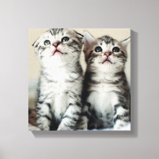 Twee Cute Kittens Canvas Afdruk (Voorkant)