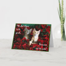 Twee Cute Kittens en Red Poinsettias