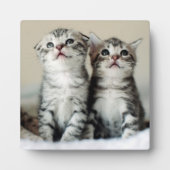 Twee Cute Kittens Fotoplaat (Voorkant)