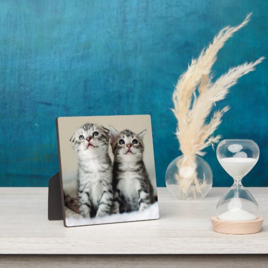 Twee Cute Kittens Fotoplaat (Insitu)
