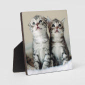 Twee Cute Kittens Fotoplaat (Voorkant)
