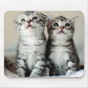 Twee Cute Kittens Muismat