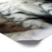 Twee Cute Kittens Poster (Hoek)