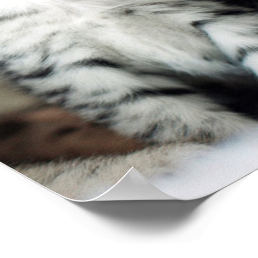 Twee Cute Kittens Poster (Hoek)