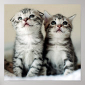 Twee Cute Kittens Poster (Voorkant)