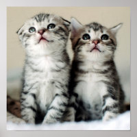 Twee Cute Kittens